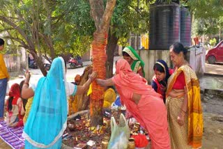 women worship amla tree on akshaya navami in seraikela