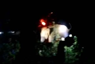 Locals attacks wild elephant in Assam