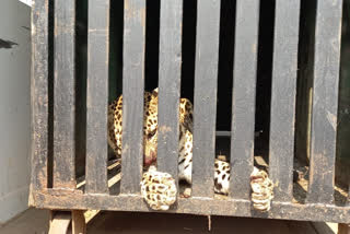 Leopard terror in Nashik area