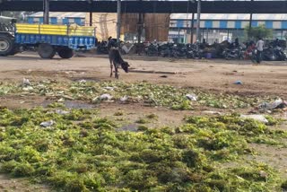 traders are spreading dirt in gohana vegetable market