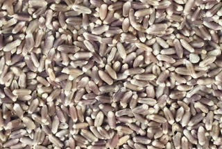 black wheat information