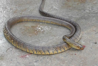 WATCH: Four street dogs kill poisonous snake in Andhra