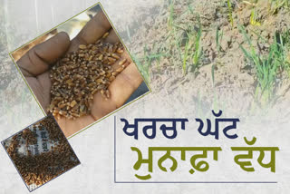 The fate of farmers will change with the cultivation of black wheat