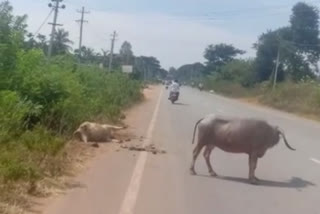 Mother moaning in front of a dead calf at Davanagere