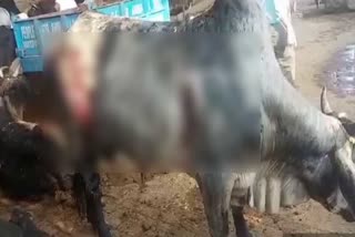 a bull was burnt by acid in mujesar area of faridabad