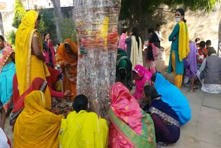 Amla tree worship