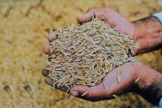 paddy purchased from farmers in uttar pradesh