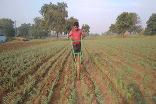 farmers uding new weed remove machine