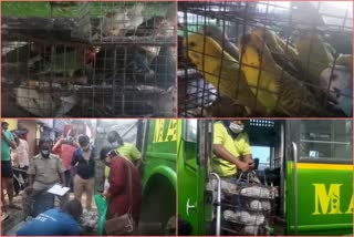 cuttack-badambadi-police-seized-while-transporting-different-birds