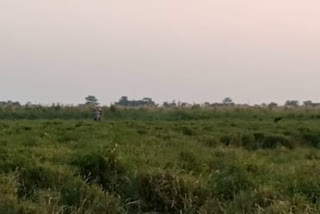 wild-welphant-terror-at-amguri-sivsagar