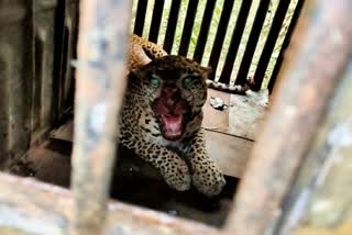 leopard terror Igatpuri taluka