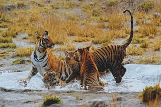 Case of tiger death in Bandgarh