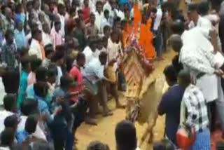 sithur jallikattu