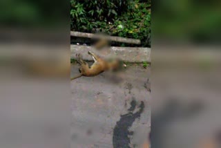 The video of beating a street dog in barasat is viral