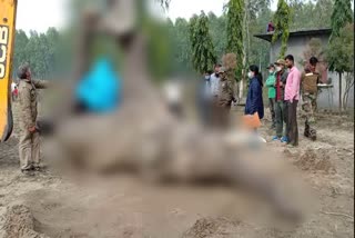 Haridwar Elephant Death