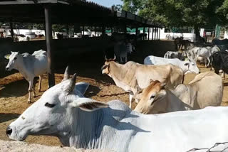 jaipur news, hingonia gaushala, cow death case