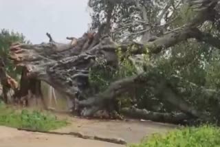 the-300-year-old-tree-fell-down