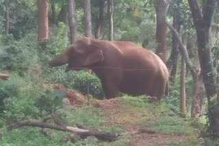 single-wild-elephant-into-residential-area-public-fear