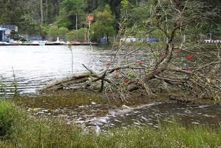 Public demand to remove fallen trees in the lake!