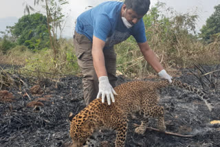 Leopard dies of pneumonia satara