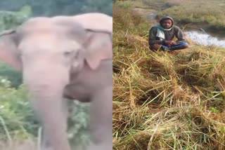 panic-in-village-due-to-elephant