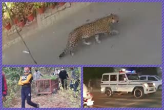 leopard in ghaziabad posh area