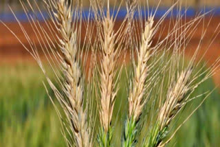 worried about resurgence of wheat blast