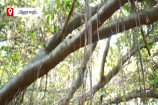 India's oldest banyan tree banyan tree 360 years banyan tree India's largest and oldest 360 years old banyan tree உலகின் மிகப் பழமையான ஆலமரம் இந்தியாவின் பழமையான ஆலமரம் ஆலமரம் ஸ்ரீ பதேஹர் சாஹிப் Chotli Khedi சோட்லி கேதி பஞ்சாப்