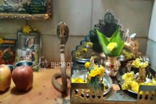 protection of snake in mysore