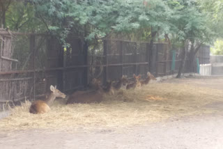 Delhi zoo extinction Shanghai deer breeding encouraging