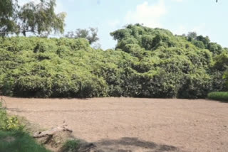 oldest banyan tree in shree fatehgarh sahib punjab