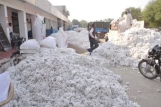 Cotton will not be purchased in bhiwani from 25 to 29 November