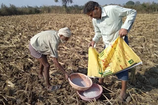 Rabi crop in bilaspur