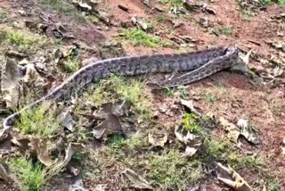 Huge python near Bhadra backwaters