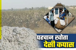 cotton cultivation in Sriganganagar, Desi cotton of Sriganganagar