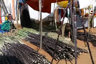 traders-are-worried-due-to-decrease-in-sugarcane-sales-in-tulsi-festival-in-balod