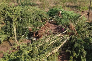 Illegal hemp seized