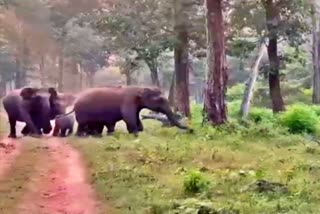 elephants-attack-on-tiger-at-nagarahole-national-park