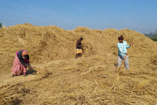 Farmers forced to sell paddy by middlemen in Ranchi