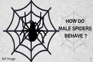 Some male spiders tie up females to avoid being eaten