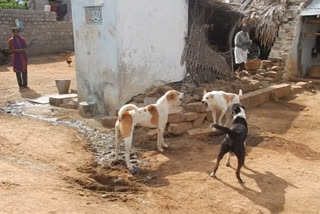 dogs bite more than 75 thousand peoples in more than 3 years in nagpur