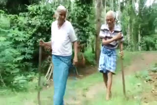 farming of Elderly couple  Pulppalli wayanad  cultivation by elderly couple