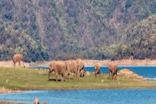 Uttarakhand Rajaji National Park