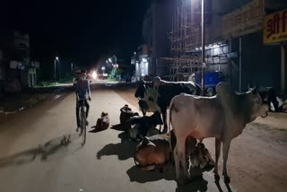 due-to-negligence-of-municipal-corporation-crowd-of-cattle-on-road-in-dhamtari