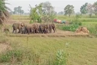 group-of-23-elephants-reached-dhamtari