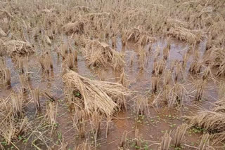 Unseasonal rains damage harvested paddy in koriya