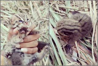 2 leopard chicks found in viyayapura