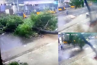 Chennai heavy rain tree fall man died  Chennai tree fall man died  Chennai tree fall man died visual  തമിഴ്‌നാട്ടിൽ മരം കടപുഴകി വീണ് ഒരാൾ മരിച്ചു  നിവാർ ചുഴലിക്കാറ്റ് മരണം  നിവാർ ചുഴലിക്കാറ്റ് മരണം ചെന്നൈ  ചെന്നൈ ചുഴലിക്കാറ്റ് മരണം