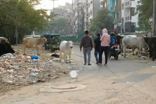 Stray animals increase trouble on the road of Raghubir Nagar Tagore Garden in delhi