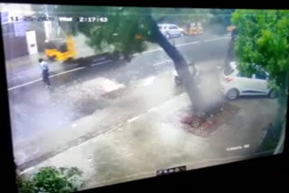 tree falls on man